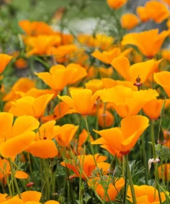 1000 Orange California Poppy Flower Seeds - Eschscholzia Californica - Image 7