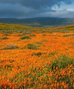 1000 Orange California Poppy Flower Seeds - Eschscholzia Californica - Image 9