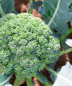 1000 Organic Di Cicco Broccoli Seeds - Brassica Oleracea Vegetable Seeds - Image 2