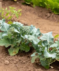 1000 Organic Di Cicco Broccoli Seeds - Brassica Oleracea Vegetable Seeds - Image 3