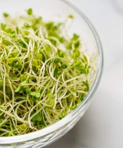 1000 Organic Di Cicco Broccoli Seeds - Brassica Oleracea Vegetable Seeds - Image 6