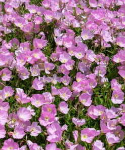 1000 Pink Evening Primrose Seeds - Oenothera Speciosa Flower Seeds for Garden - Image 2