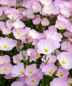 1000 Pink Evening Primrose Seeds - Oenothera Speciosa Flower Seeds for Garden - Image 3