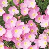 1000 Pink Evening Primrose Seeds - Oenothera Speciosa Flower Seeds for Garden - Image 1