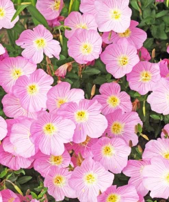 1000 Pink Evening Primrose Seeds - Oenothera Speciosa Flower Seeds for Garden - Image 1
