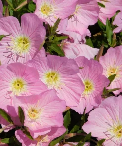 1000 Pink Evening Primrose Seeds - Oenothera Speciosa Flower Seeds for Garden - Image 4