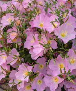 1000 Pink Evening Primrose Seeds - Oenothera Speciosa Flower Seeds for Garden - Image 5