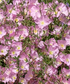 1000 Pink Evening Primrose Seeds - Oenothera Speciosa Flower Seeds for Garden - Image 6