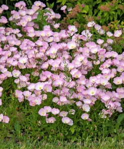 1000 Pink Evening Primrose Seeds - Oenothera Speciosa Flower Seeds for Garden - Image 7