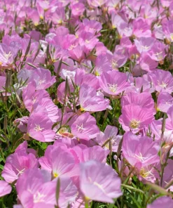 1000 Pink Evening Primrose Seeds - Oenothera Speciosa Flower Seeds for Garden - Image 8