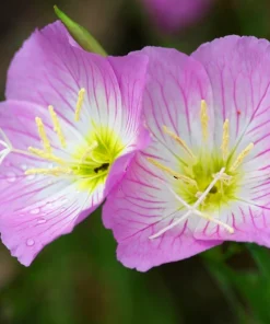 1000 Pink Evening Primrose Seeds - Oenothera Speciosa Flower Seeds for Garden - Image 9