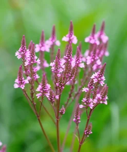 1000 Pink Vervain Verbena Hastata Rosea Flower Seeds - Outdoor - Image 2