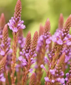 1000 Pink Vervain Verbena Hastata Rosea Flower Seeds - Outdoor - Image 3
