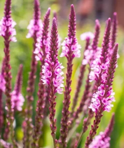 1000 Pink Vervain Verbena Hastata Rosea Flower Seeds - Outdoor - Image 4