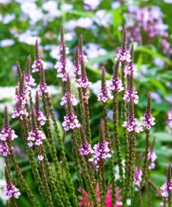 1000 Pink Vervain Verbena Hastata Rosea Flower Seeds - Outdoor - Image 5