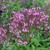 1000 Pink Vervain Verbena Hastata Rosea Flower Seeds - Outdoor - Image 1