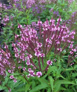 1000 Pink Vervain Verbena Hastata Rosea Flower Seeds - Outdoor - Image 1
