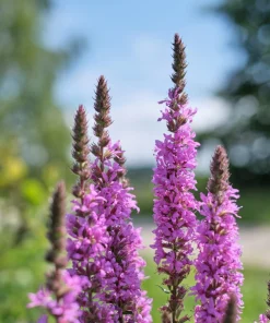 1000 Pink Winged Loosestrife Flower Seeds (Lythrum Alatum) - Attracts Pollinators - Image 10