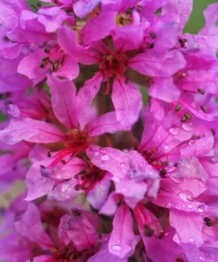 1000 Pink Winged Loosestrife Flower Seeds (Lythrum Alatum) - Attracts Pollinators - Image 11
