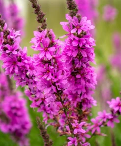 1000 Pink Winged Loosestrife Flower Seeds (Lythrum Alatum) - Attracts Pollinators - Image 4