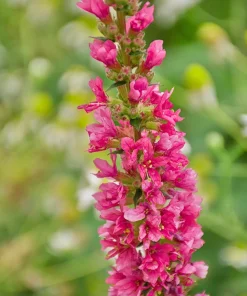 1000 Pink Winged Loosestrife Flower Seeds (Lythrum Alatum) - Attracts Pollinators - Image 5
