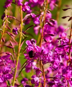 1000 Pink Winged Loosestrife Flower Seeds (Lythrum Alatum) - Attracts Pollinators - Image 6