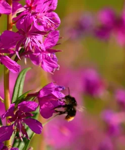 1000 Pink Winged Loosestrife Flower Seeds (Lythrum Alatum) - Attracts Pollinators - Image 7