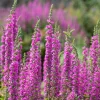 1000 Pink Winged Loosestrife Flower Seeds (Lythrum Alatum) - Attracts Pollinators - Image 1