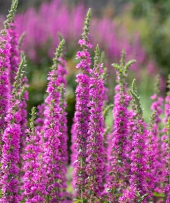 1000 Pink Winged Loosestrife Flower Seeds (Lythrum Alatum) - Attracts Pollinators - Image 1