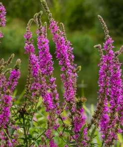 1000 Pink Winged Loosestrife Flower Seeds (Lythrum Alatum) - Attracts Pollinators - Image 8