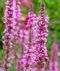 1000 Pink Winged Loosestrife Flower Seeds (Lythrum Alatum) - Attracts Pollinators - Image 9