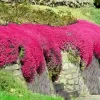 1000+ Red Creeping Thyme Seeds - Groundcover, Non-GMO, Perennial Herb - Image 1