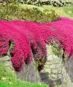 1000+ Red Creeping Thyme Seeds - Groundcover, Non-GMO, Perennial Herb - Image 1