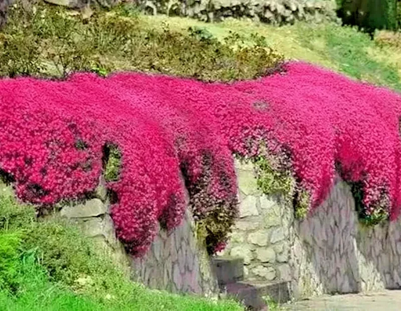 1000+ Red Creeping Thyme Seeds - Groundcover, Non-GMO, Perennial Herb - Image 1