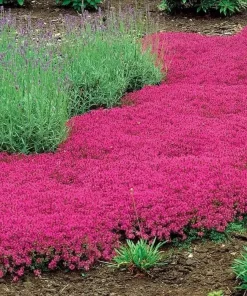 1000+ Red Creeping Thyme Seeds - Groundcover, Non-GMO, Perennial Herb - Image 2