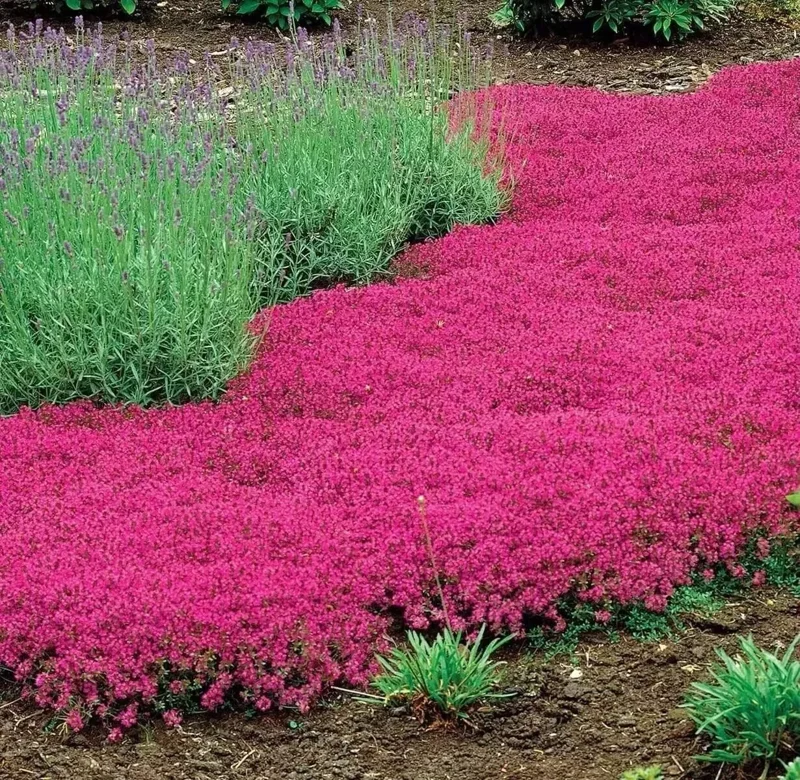 1000+ Red Creeping Thyme Seeds - Groundcover, Non-GMO, Perennial Herb - Image 2