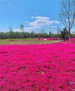 1000+ Red Creeping Thyme Seeds - Groundcover, Non-GMO, Perennial Herb - Image 3