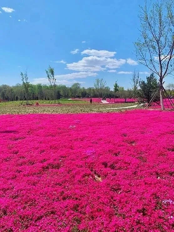 1000+ Red Creeping Thyme Seeds - Groundcover, Non-GMO, Perennial Herb - Image 3