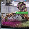 1000+ Red Leaf Aquarium Ground Cover Plant Seeds - Fast Growing Aquatic - Image 1