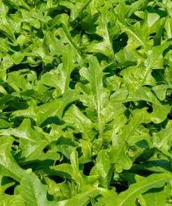 1000 Salad King Endive Seeds - Italian Chicory Greens Cichorium Endivia - Image 2