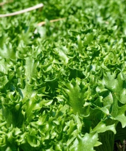1000 Salad King Endive Seeds - Italian Chicory Greens Cichorium Endivia - Image 3