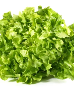 1000 Salad King Endive Seeds - Italian Chicory Greens Cichorium Endivia - Image 4