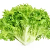 1000 Salad King Endive Seeds - Italian Chicory Greens Cichorium Endivia - Image 1