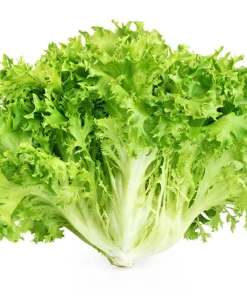 1000 Salad King Endive Seeds - Italian Chicory Greens Cichorium Endivia - Image 1