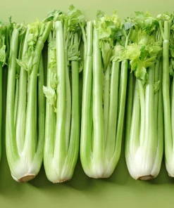 1000 Tall Utah Celery Seeds - Apium Graveolens Dulce Vegetable Seeds - Image 1