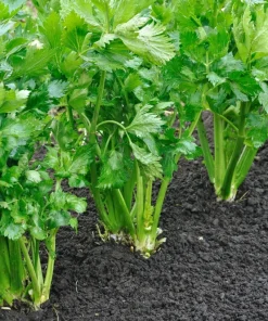 1000 Tall Utah Celery Seeds - Apium Graveolens Dulce Vegetable Seeds - Image 2