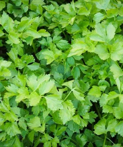 1000 Tall Utah Celery Seeds - Apium Graveolens Dulce Vegetable Seeds - Image 4