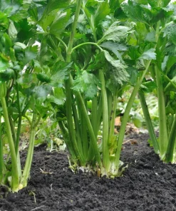 1000 Tall Utah Celery Seeds - Apium Graveolens Dulce Vegetable Seeds - Image 6