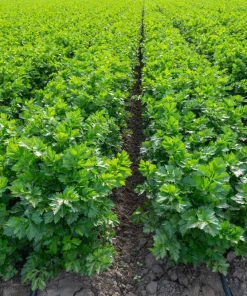 1000 Tall Utah Celery Seeds - Apium Graveolens Dulce Vegetable Seeds - Image 7