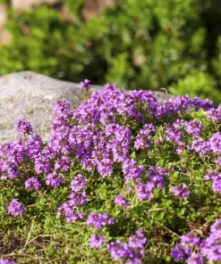 1000 Thyme Common English Herb Seeds - Thymus Vulgaris Winter Garden - Image 10